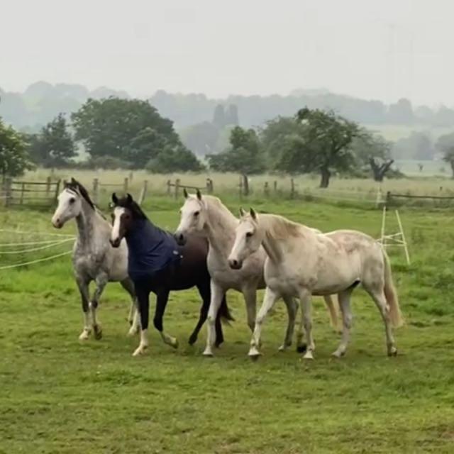 Gaestehaus White Horse Diedersen Coppenbrugge Bagian luar foto