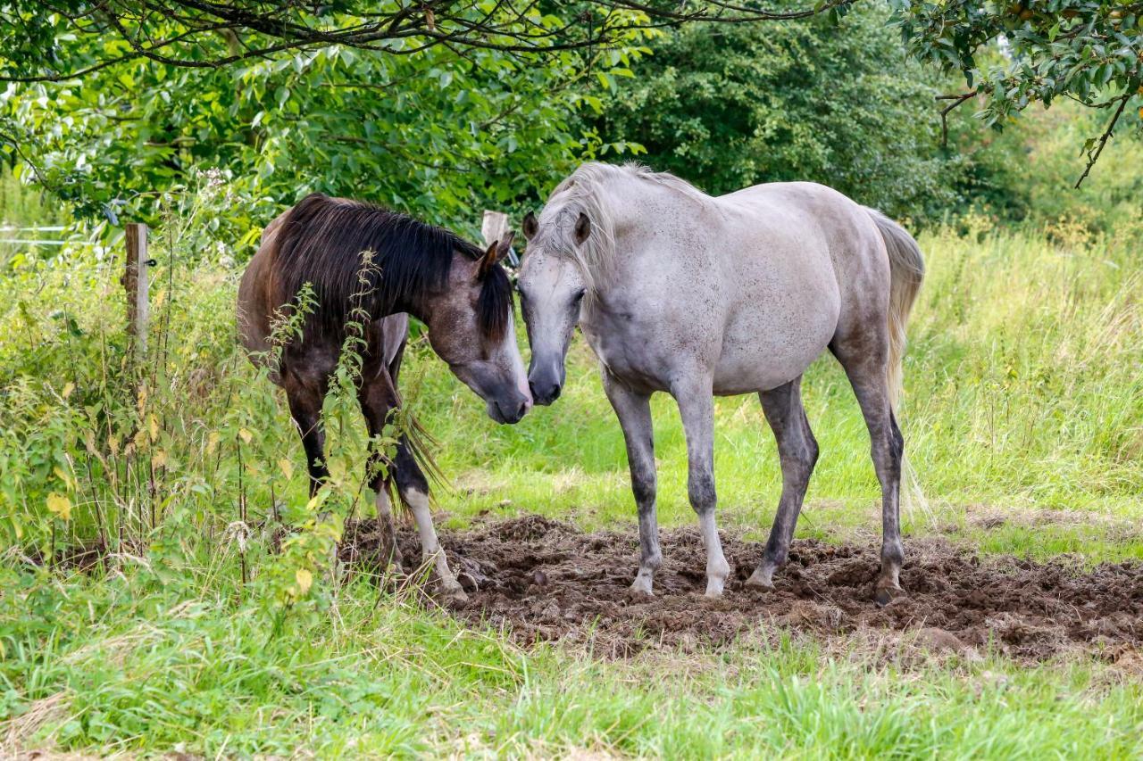 Gaestehaus White Horse Diedersen Coppenbrugge Bagian luar foto